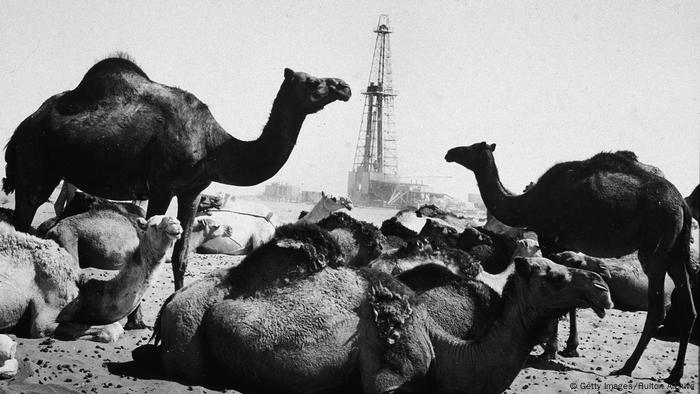Saudi Arabien Kamele vor Ölpipeline