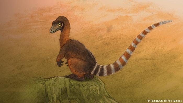 DinosauierSinosauropteryx (Imago/StockTrek Images)