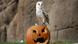 Bildergalerie Halloween im Zoo Turin 2016 | Schleiereule Bildergalerie Halloween im Zoo Turin 2016 | Schleiereule