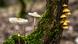 Forest in the province of Guilan Forest in the province of Guilan
