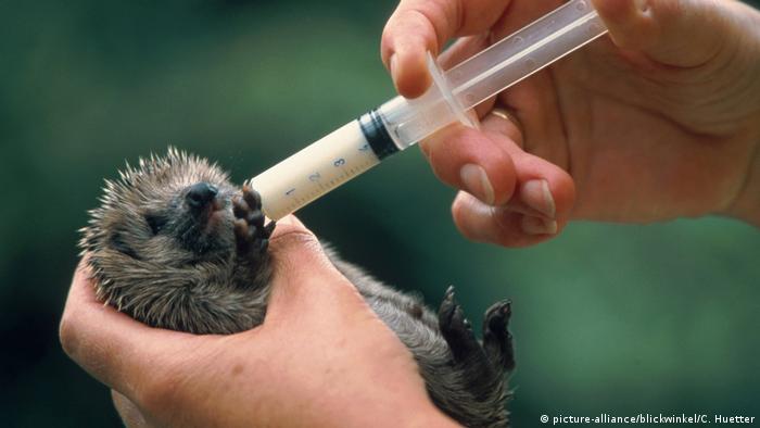 A hedgehog being fed from a syringe (picture-alliance/blickwinkel/C. Huetter)