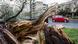 Intense winds also battered central Europe, killing two people in Poland and two
in the Czech Republic. All four people were killed by falling trees. Intense winds also battered central Europe, killing two people in Poland and two
in the Czech Republic. All four people were killed by falling trees.
