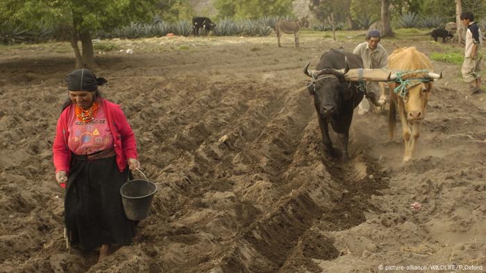 Campesinos en Ecuador.