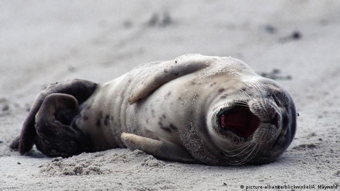 A yawning seal