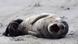Seehund, Phoca vitulina, harbor seal, common seal Seehund, Phoca vitulina, harbor seal, common seal