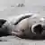 Seehund, Phoca vitulina, harbor seal, common seal