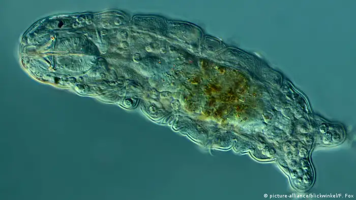 Tardígrados u osos acuáticos.