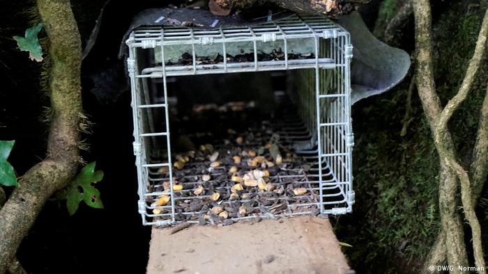 A squirrel trap, wiry with seeds