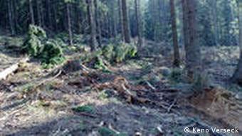 Thema Wald Rumänien Illegal abgeholzter Wald Ghimes Faget Ostrumänien