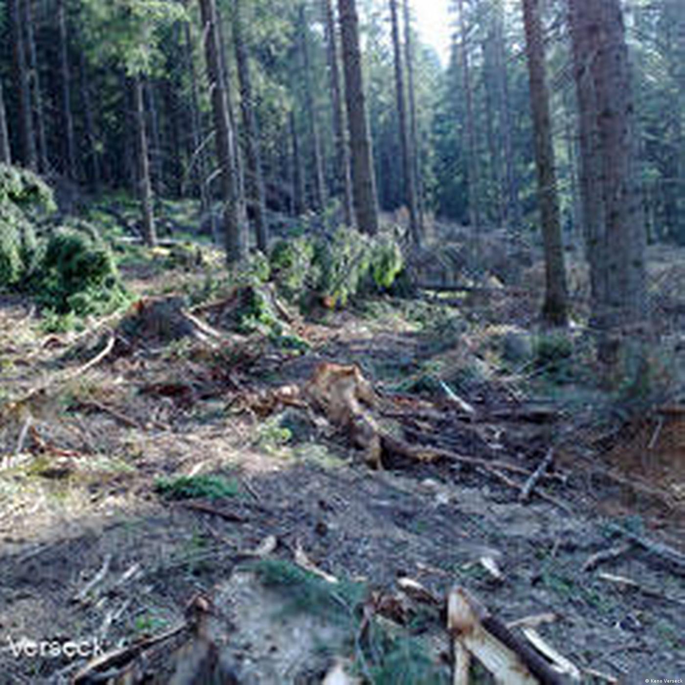 Romania: Illegal logging in Carpathia