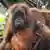 Tapanuli orangutan with a baby