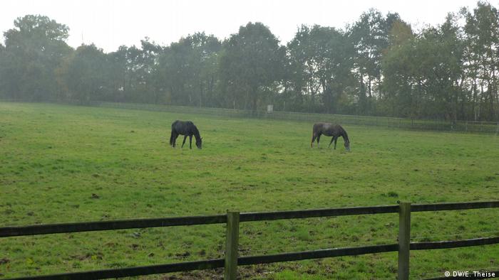 Horses out to pasture at Gut Einhaus