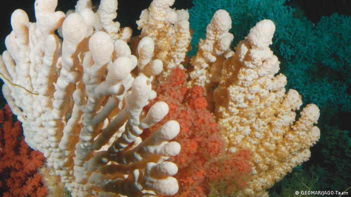 
bunte Kaltwasserkorallen aus dem Mittelmeer