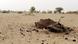 Ein Tierkadaver liegt auf einem ausgetrockneten Boden im Niger Ein Tierkadaver liegt auf einem ausgetrockneten Boden im Niger