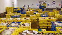 January 9, 2017***
Boxes of Fresh fish which have been sold at auction are dispatched from the Auction Hall of Grimsby Fish Market in Grimsby, northern England, on January 9, 2017.
Grimsby Fish Market opened in 1996 and holds a daily fish auction which is recognised as one of the most important fish markets in Europe. The majority of fresh fish at the market originates from Iceland and Norway, but it also handles catches from Faroe, Scotland, Ireland as well as from local vessels. / AFP PHOTO / Oli SCARFF (Photo credit should read OLI SCARFF/AFP/Getty Images)
