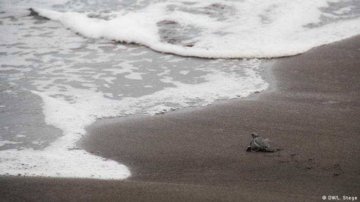 Costa Rica Ökotourismus | Baby-Meeresschildkröte Nationalpark Tortuguero