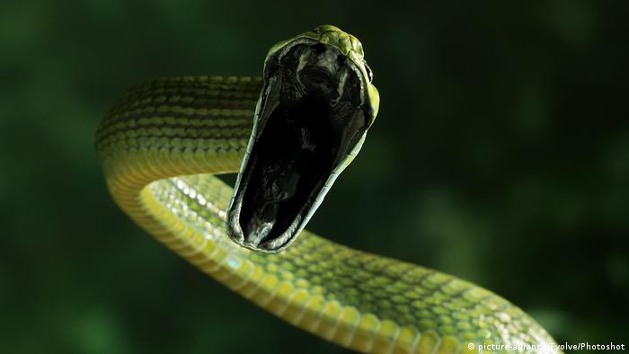 A green rainforest snake hisses.
