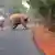 Indien Elefantenbaby angezündet