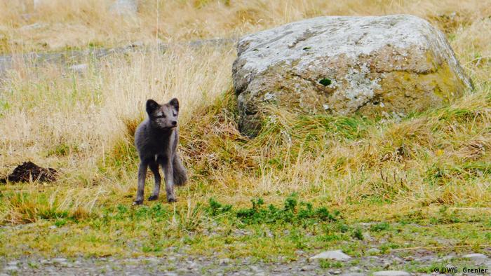 Island Fotoreportage