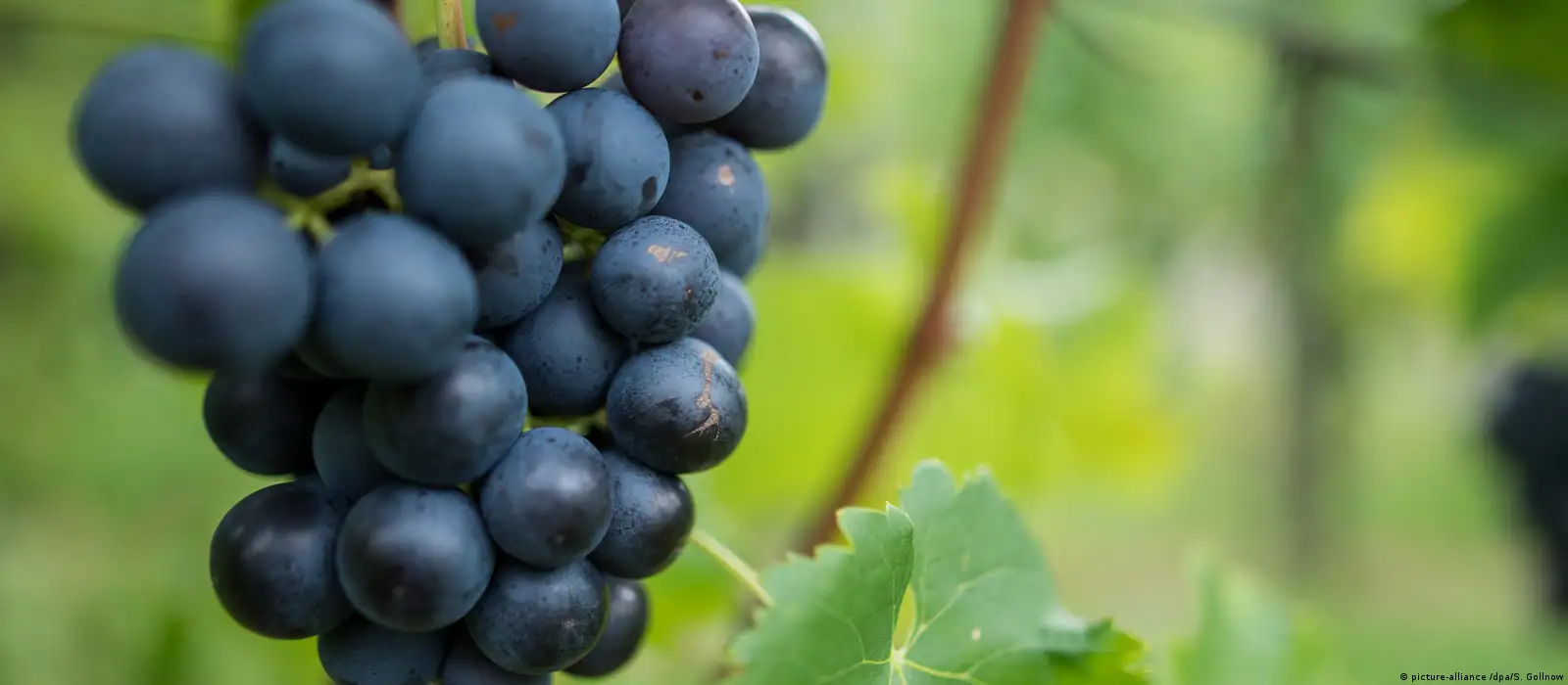 Ácido tartaric natural de qualidade premium, ácido tartarêmico de grau  alimentar/l(+)| Alibaba.com, image size:1600x700