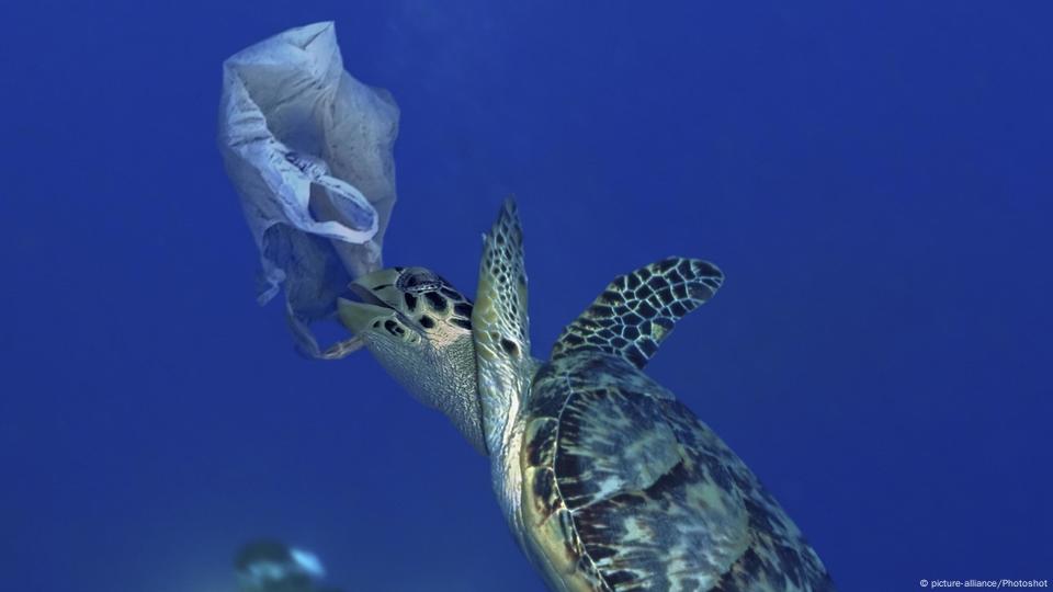 How Heartbreaking Turtle Video Sparked Plastic Straw Bans