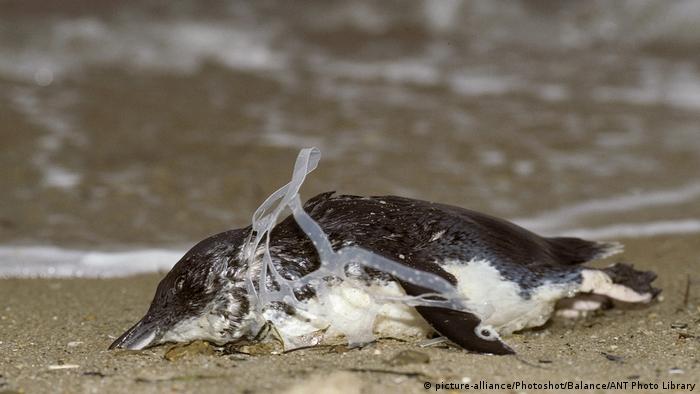 Penguin entangled with plastic