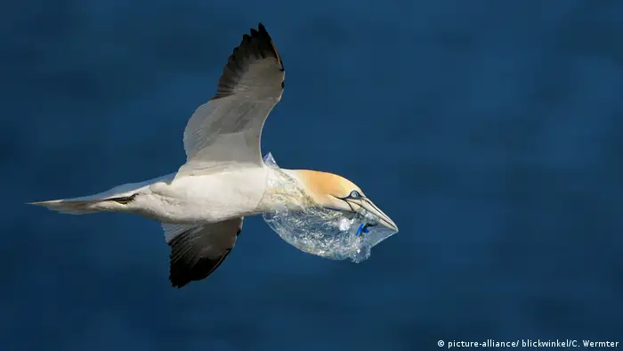 Gannet flying with plastic in mouth