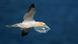 Gannet flying with plastic in mouth Gannet flying with plastic in mouth