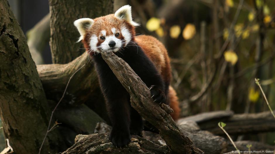 Red Panda Truths All Media Content Dw 14 09 18