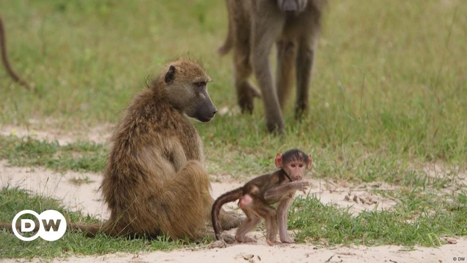 Botswana's green safaris – DW – 05/10/2018