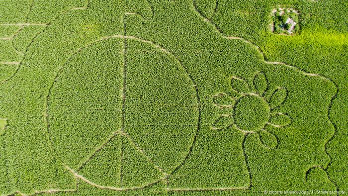 Deutschland Maislabyrinth als Peace-Zeichen (picture-alliance/dpa/J. Stratenschulte)