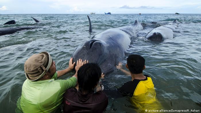 Rescuers are trying to push sperm whales back into the sea