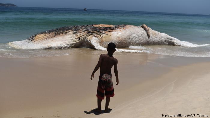 A boy looks at a 30 tons weighs dead whale after it stranded on Ipanema Beach coast in Rio de Janerio, Brazil 