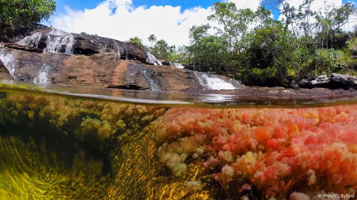 Colombia cuenta con 59 áreas naturales que pertenencen al Sistema de Parques Nacionales Naturales.