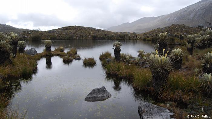 Landscape view of the typical plants of Colombia's highlands at Cocuy National Park (PNN/G. Pulido)