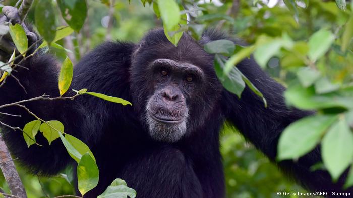 Des ONG se mobilisent en Guinée et ailleurs en Afrique pour la protection des chimpanzés