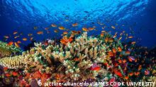 FILE - Ein undatiertes Foto zeigt das Leben im Great Barrier Reef vor der Küste von Queensland, Australien. (zu dpa Indischer Adani-Konzern gibt Startschuss für Kohlegrube in Australien vom 06.06.2017). EPA/JAMES COOK UNIVERSITY ** AUSTRALIA UND NEW ZEALAND OUT ** NUR ZUR REDAKTIONELLEN VERWENDUNG BEI NENNUNG: Foto: JAMES COOK UNIVERSITY/AAP/EPA/dpa +++(c) dpa - Bildfunk+++ |