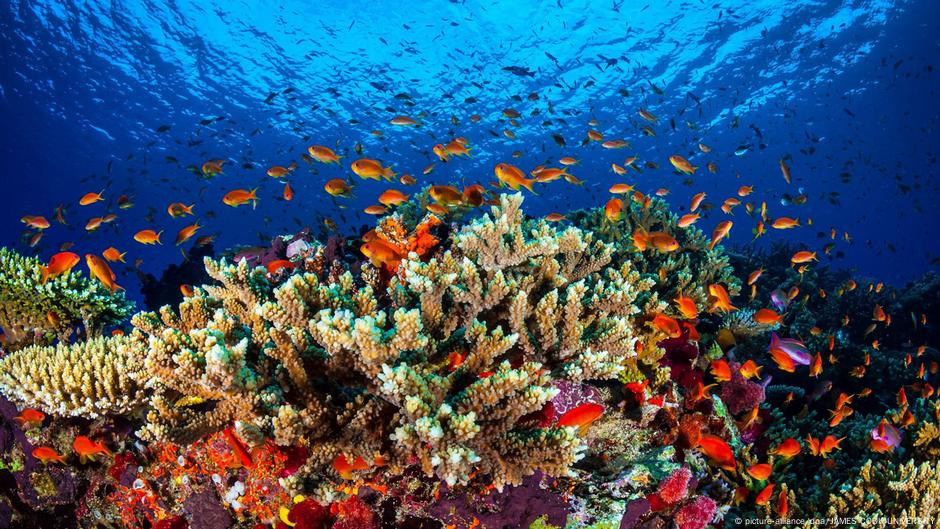 Australia Opposes Great Barrier Reef In Danger Listing News Dw 22 06 2021