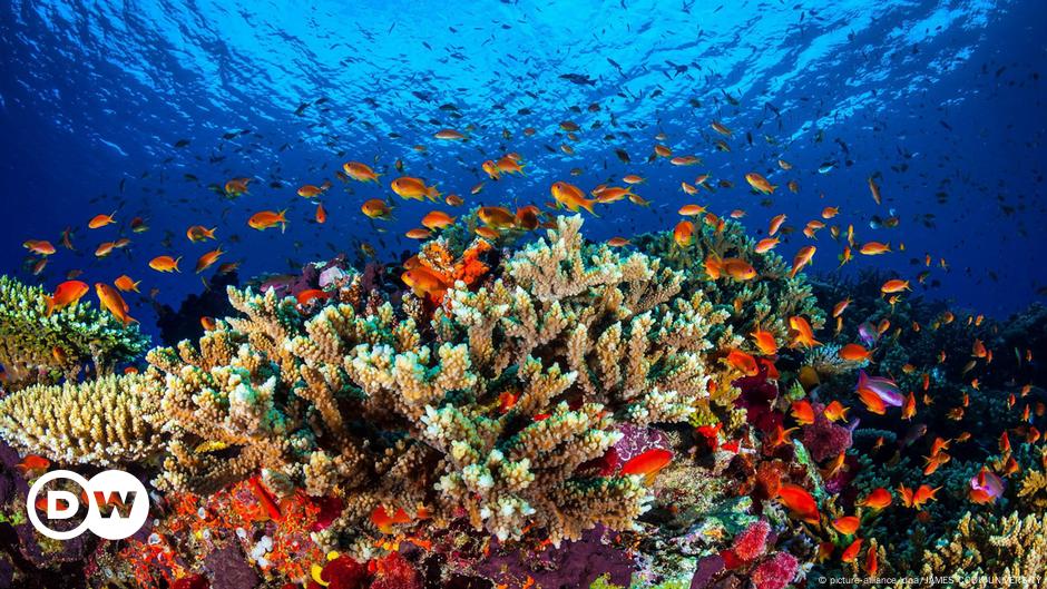 Australia Opposes Great Barrier Reef In Danger Listing News Dw 22 06 2021