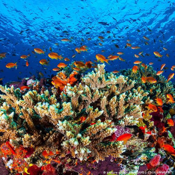 Australia opposes 'in danger' listing of Great Barrier Reef