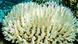 Coral bleaching Coral bleaching