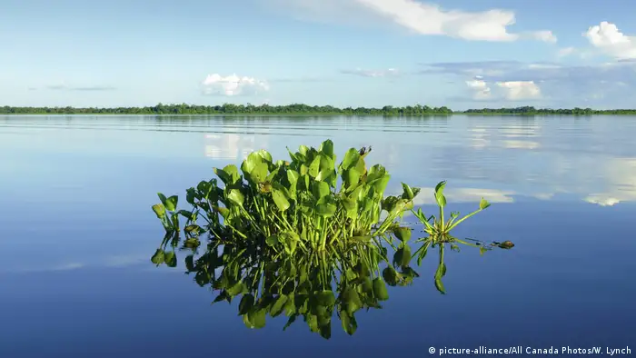 A clump of water hyacinth sprouting out of blue water (photo: picture-alliance/All Canada Photos/W. Lynch)