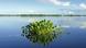 Water hyacinth (photo: picture-alliance/All Canada Photos/W. Lynch) Water hyacinth (photo: picture-alliance/All Canada Photos/W. Lynch)