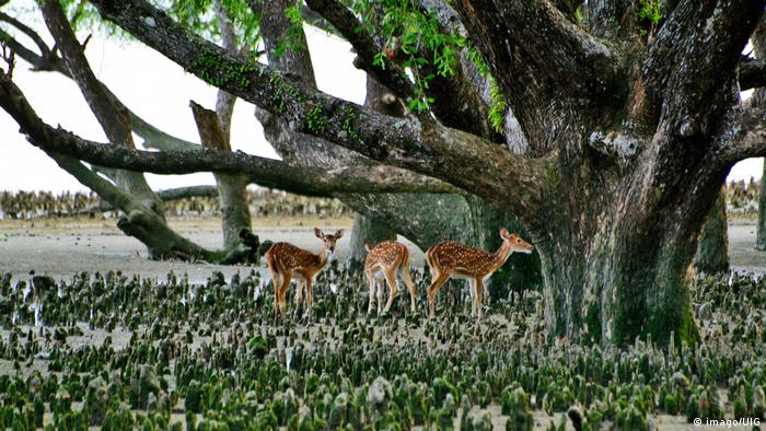 The Sundarbans (imago/UIG)