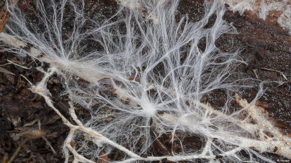 Mushroom mycelium connects all life in the woods, as a vast network
