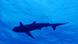 Shark silhouette Shark silhouette