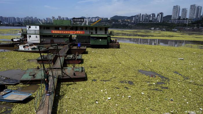 Water lettuce floating on the Yangtze River