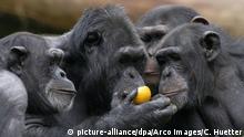 Igual que los humanos: los simios se saludan y se despiden durante sus interacciones