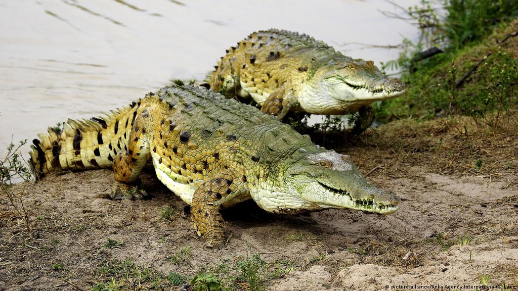 Actualizar 68+ imagen informacion del cocodrilo en peligro de extincion