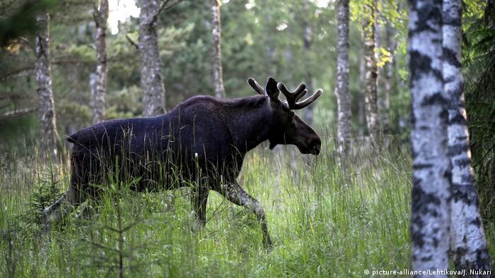 Горите на Финландия са обитавани от около 100 хиляди лосове. И въпреки това е истинска рядкост да срещнеш това плахо животно по време на разходка из гората. Който иска да го наблюдава на воля, трябва да посети някой от многобройните паркове или зоологически градини, в които живеят лосове.